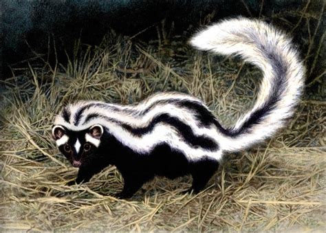 Striped Polecat by WillemSvdMerwe on DeviantArt