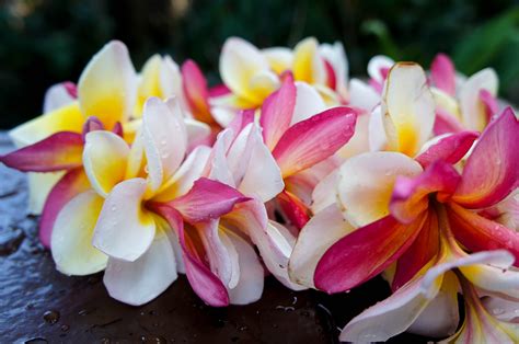 Lei Day - Hawaii | Skyline Eco-Adventures