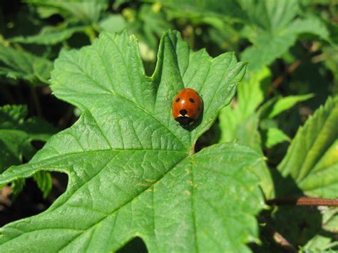 Free Images : nature, plant, leaf, green, letter, insect, ladybug, ladybird, invertebrate, cool ...