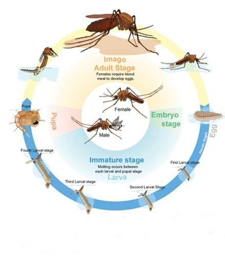 Daur Hidup Nyamuk : Siklus, Urutan & Gambarnya Terlengkap