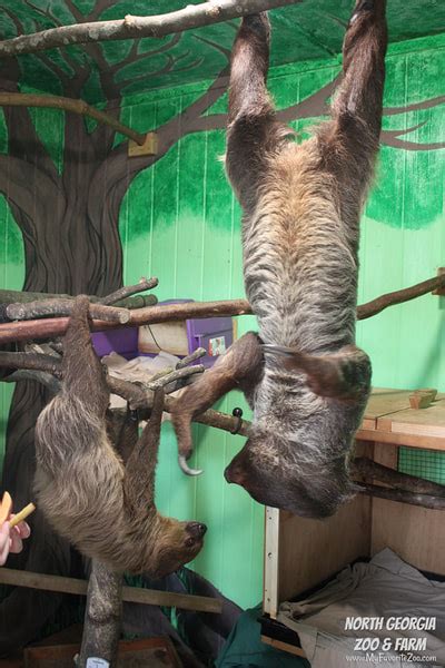 Sloth Experience - North Georgia Zoo & Petting Farm