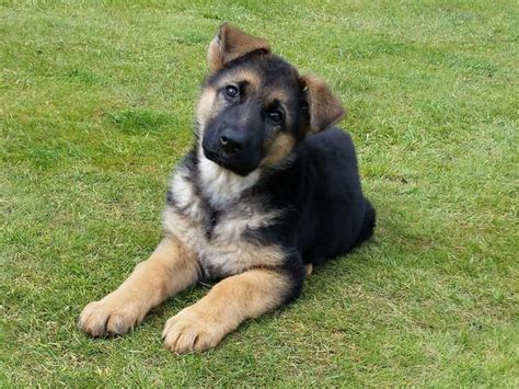 A Guide to German Shepherd Ears: Growth Stages & Ear Posting - World of Dogz