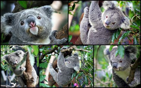 travel australia: Taronga zoo in Sydney