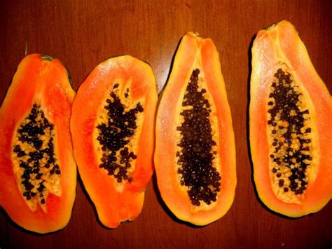 Maradol Papaya Tree Seeds Grows Fruit in Only 9 Months From - Etsy