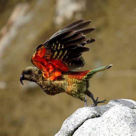 Helping to Protect the Kea, New Zealand’s Unique Mountain Parrot ...