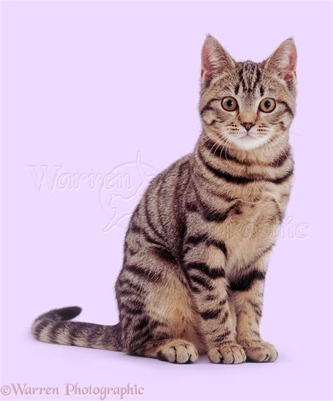 Tabby cat sitting photo WP02816