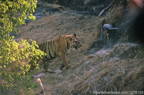 Sariska National Park, Alwar, India Wildlife & Safari Tours | RealAdventures