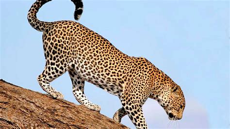 Los 5 datos que no conocías sobre los leopardos