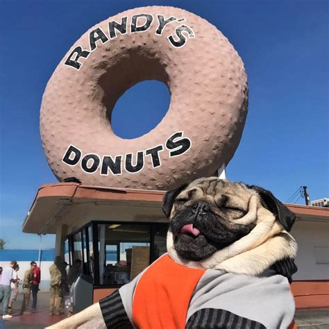 101.5k Likes, 647 Comments - Doug The Pug (@itsdougthepug) on Instagram: “"‪Giant donut, hungry ...