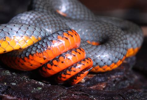 Snake Profile: Ringneck Snake (9 Riveting Photos)