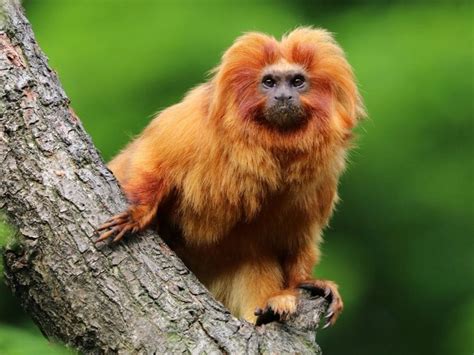 Amazon Rainforest Animals Names - Daune Eolande