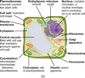 The Plasma Membrane and the Cytoplasm – MHCC Biology 112: Biology for Health Professions