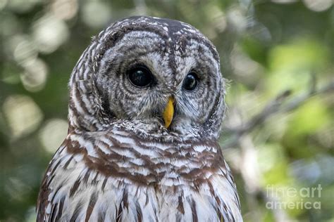 Barred Owl Eyes Photograph by Tom Claud - Fine Art America