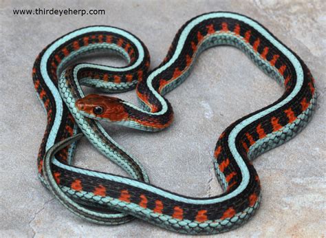 California Red-Sided Garter Snake Creepy Animals, Cute Animals, Snakes ...