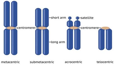 Types of chromosomes based on the centromere — lesson. Science State Board, Class 10.