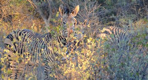 Namibian Zebra camouflage | Smithsonian Photo Contest | Smithsonian ...