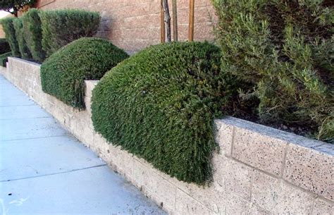 Xtremehorticulture of the Desert: Avoid Bad Haircut When Pruning Rosemary