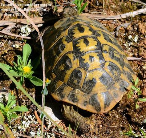 Testudo hermanni | The Reptile Database