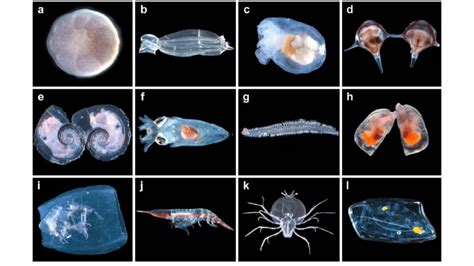 Zooplankton ~ MarineBio Conservation Society