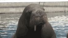 Walrus GIFs | Tenor