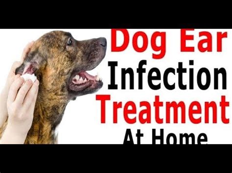 Natural Treatments for Ear Infections in Dogs | home remedy for dog ear infection - YouTube