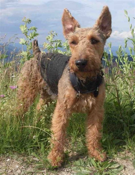 Welsh Terrier - Dog Breed Information and Images - K9 Research Lab