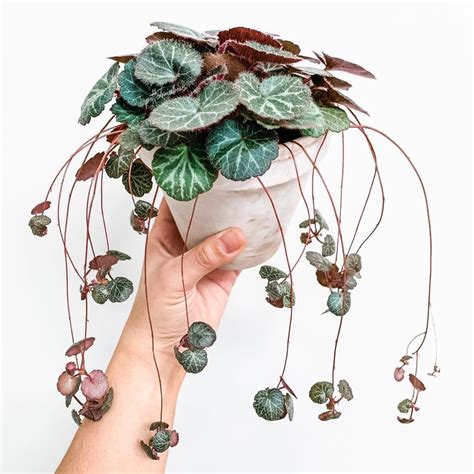 Strawberry Begonia Plant Care: Water, Light, Nutrients | Greg App 🌱