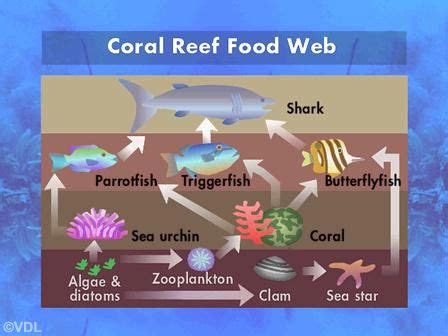 food web | Coral reef food web, Food web, Coral reef