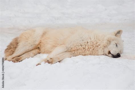 Wild polar wolf is sleeping on white snow. Canis lupus arctos. White ...