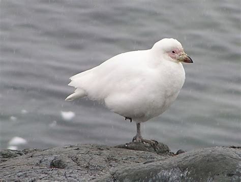 Top 10 Spectacular Birds of Antarctica | HubPages