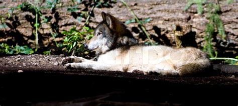 Laying Wolf | Stock image | Colourbox