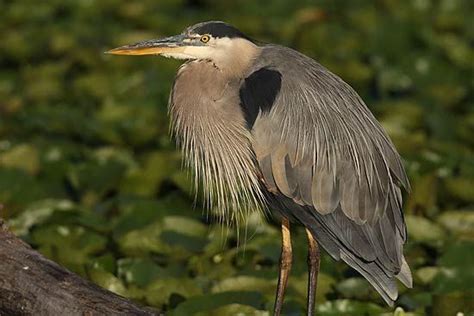 Generations: Cuyahoga Valley National Park - Wildlife | Cuyahoga valley ...