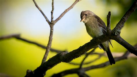 Eastern Wood-Pewee | Audubon Field Guide