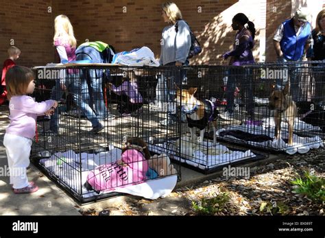 Dog in cage for adoption Stock Photo - Alamy