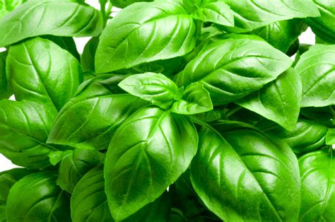 Basil, Italian Large Leaf - Heirloom – Hometown Seeds