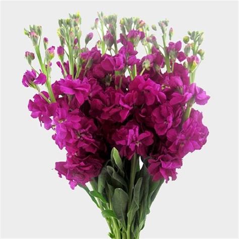 Stock Deep Pink / Fuchsia Flowers - Wholesale - Blooms By The Box