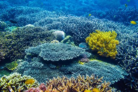 Concerning Coral Reefs and Their Importance - StewiePet