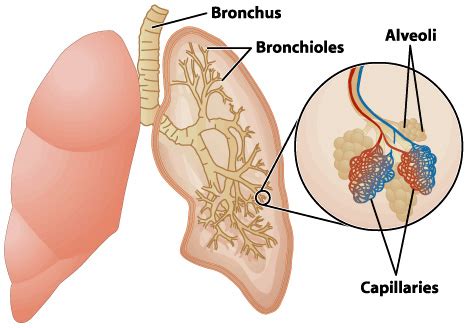 The Structure and Function of Lungs – The Alcohol Pharmacology Education Partnership