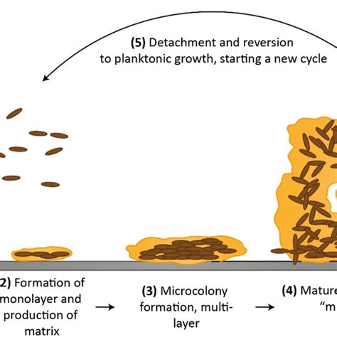 Schematic representation of the five stages of biofilm formation⁸ ...