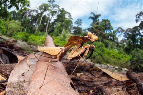 Dead leaf mantis - Stock Image - C029/8959 - Science Photo Library