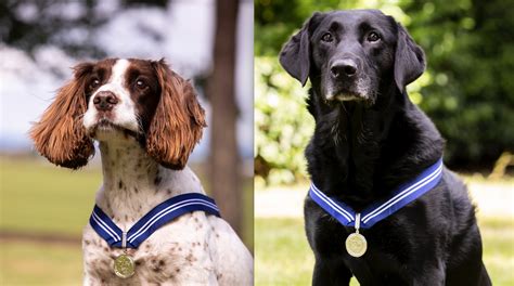 ‘Outstanding’ RAF Police Dogs receive 'animal OBE' - Dogs Today Magazine