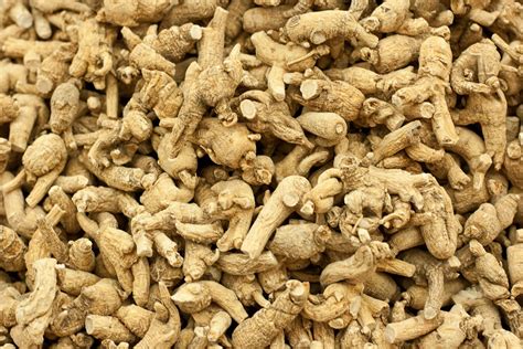 10 Surprising Things about American Ginseng | Folklife Magazine