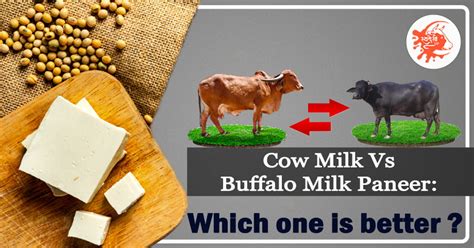 Cow Milk Paneer Vs Buffalo Milk Paneer: Which one is better?