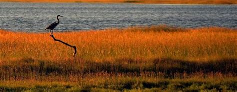 5 Mass Audubon Wildlife Sanctuaries on Cape Cod You Won’t Want to Miss ...