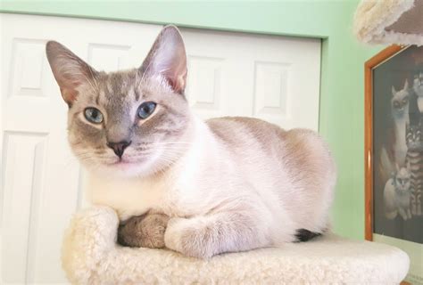 Simba - Lynx point Siamese, lilac point | Cat colors, Siamese cats ...