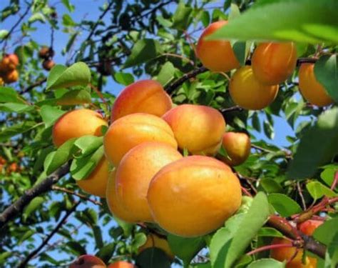 Apricot Tree Varieties In Australia