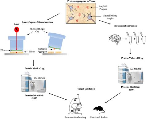 Deep Profiling of the Aggregated Proteome in Alzheimer’s Disease: From Pathology to Disease ...