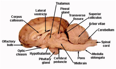 Sheep Brain Dissection Bi - BIOLOGY JUNCTION