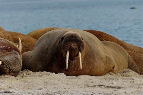 How Big Are Walruses? [Size + Weight Compared to Humans] - Polar Guidebook