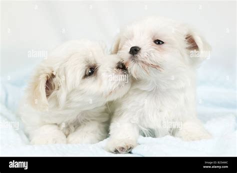 Two puppies kissing Stock Photo - Alamy